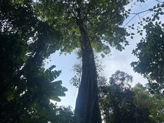 -西双版纳原始森林公园