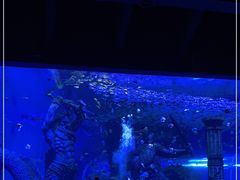 -哈尔滨波塞冬海底世界