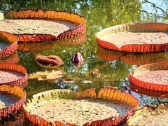 -国家植物园南园