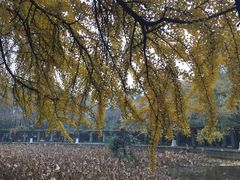 -四川大学(华西校区)