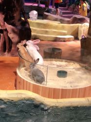 点击看大图 -奇幻萌宠部落(映月湖环宇城店)