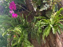 -深圳国际园林花卉博览园