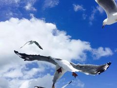 -黄金海岸