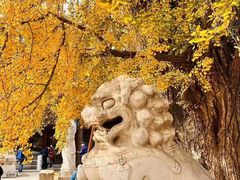 -北京石刻艺术博物馆(五塔寺)