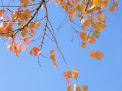 -深圳人才公园
