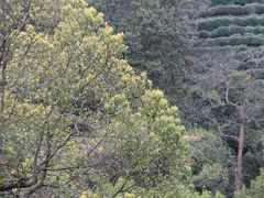 -十八棵（老龙井）御茶园(老龙井店)