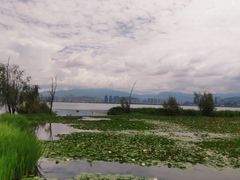 -洱海月湿地公园