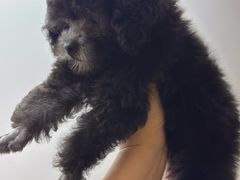 -瑞鹏瑞爱宠物医院·全科·猫科·血液透析中心(龙头寺店)