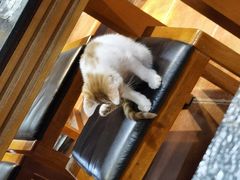 -平凉羊肉泡馍·清真