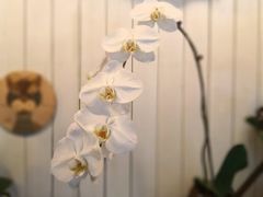 -花到家(富贵鸟花艺行)