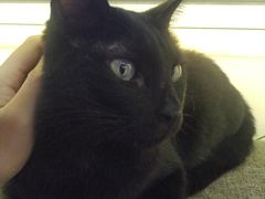 -喵园·猫主题咖啡厅·撸猫·猫咖(国贸店)