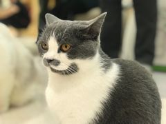 -猫和宫(六道口店)