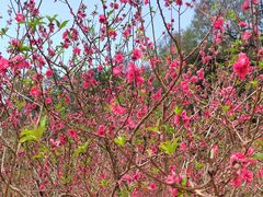 -南国桃园旅游度假区