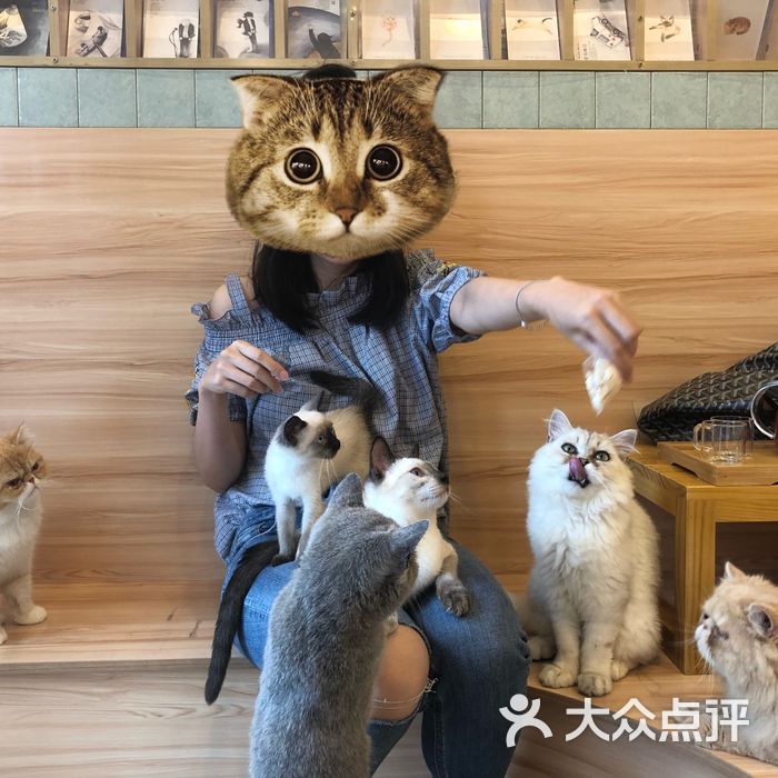 一棵树猫吧图片-郑州咖啡厅