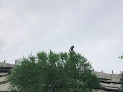 -百脉泉景区