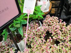-豆豆花艺(新光天地店)