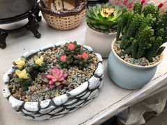 -秦美花卉(天朗·莱茵小城2期店)