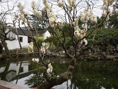 -秋霞圃
