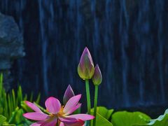 -国家植物园南园