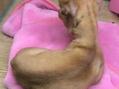 -藦茜花园宠物主题亲子互动体验馆(国顺东路店)