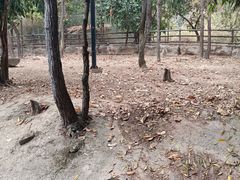 -清迈夜间动物园