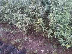 android_upload_pic-广西壮族自治区药用植物园