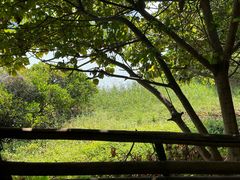 -华侨城湿地公园