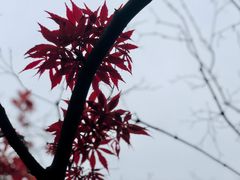 -贵州省植物园