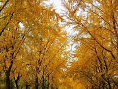 -三里屯东五街银杏大道
