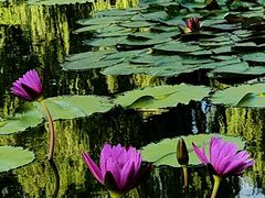 -国家植物园南园