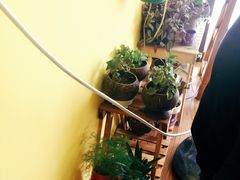 -志龙皇冠吃货椰子铺