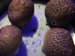 -炉鱼(云澜湾店)