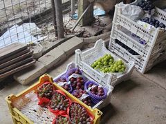 -马陆小张葡萄园农家乐