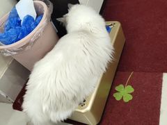 -鼓捣猫呢主题猫咖店