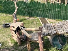 -沈阳森林动物园