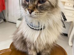 -共舞时光猫咖·狗咖(新街口店)