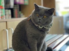 -中农大我爱我爱动物医院·核磁CT·猫病·24小时夜诊中心(石佛营店)