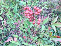 -前小桔亲子创意农场·草莓采摘·露营烧烤