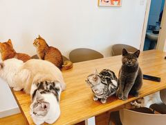 -有喵·猫咖·狗咖·30几只猫10只小狗(岗厦店)