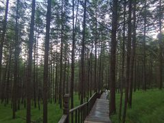 -苏木山森林公园