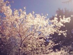 -武汉大学-樱园