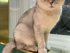 -飞行喵MR PILOT|猫舍·猫咖(静安大融城店)
