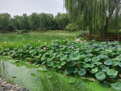 -燕郊植物园