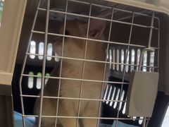 -瑞派康怡24h宠物医院·犬猫医疗中心·微创绝育(瑞景分院)