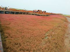 -红海滩国家风景廊道