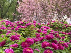 -洛阳市隋唐城遗址植物园