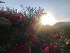 -名花谷生态庄园