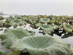 -白洋淀景区