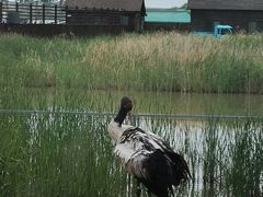 -盐城丹顶鹤湿地生态旅游区