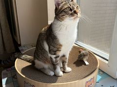 -东日国际动物医院·CT·心脏专科(桃源分院)